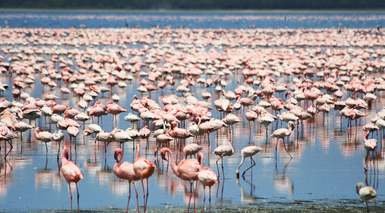 KENIA, SAFARI KUVUTIA
-