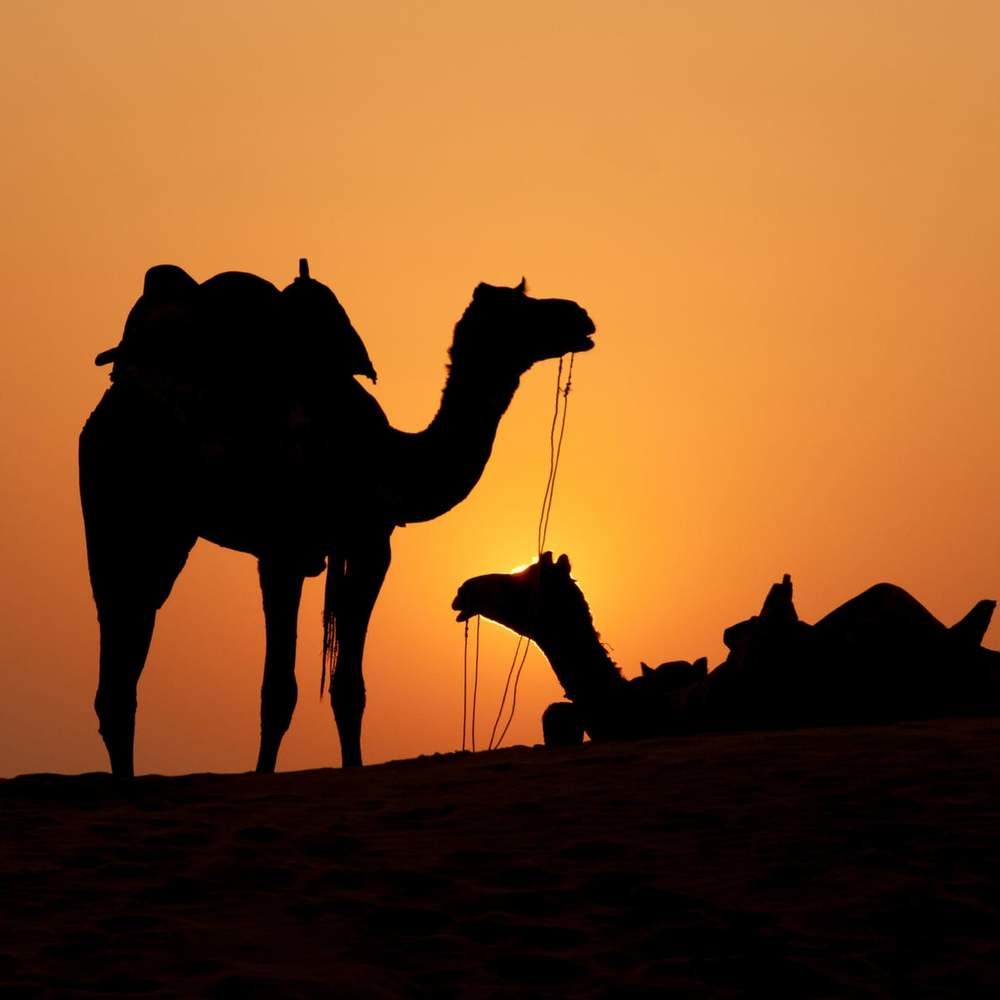 Middle East - North Africa