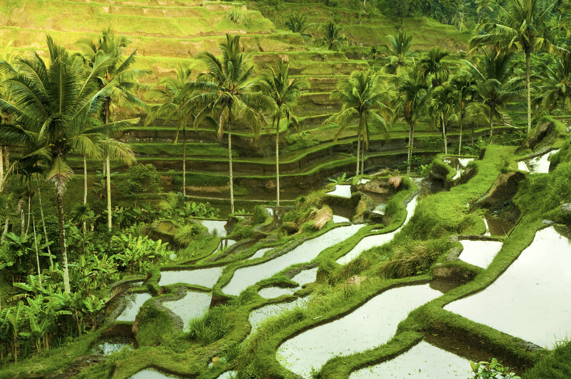 Hotels in Ubud