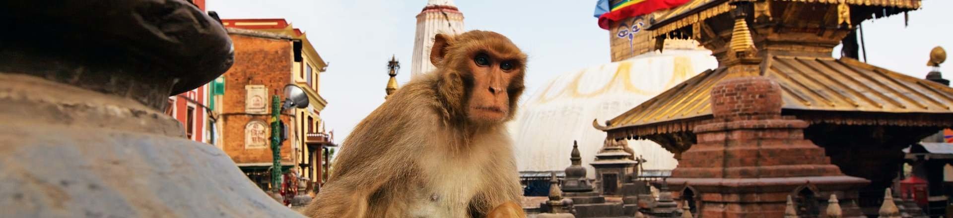 India y Varanasi + Extensión a Nepal (con Vuelos Internos) India y Varanasi + Extensión a Nepal (con Vuelos Internos)