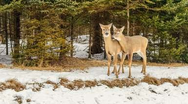 Quebec