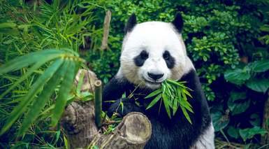Chengdu