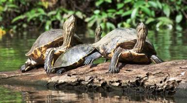 Tortuguero