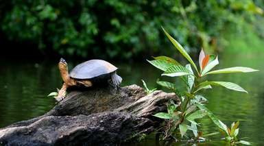 Tortuguero