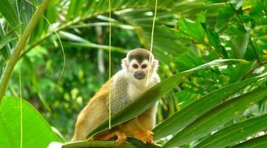 Manuel Antonio
