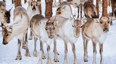 Rovaniemi