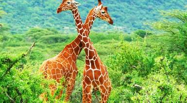 Kenia con 7 Safaris + Playas de Diani
