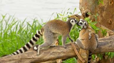 Madagascar: Parques Nacionales del Sur - 8 Noches Madagascar: Parques Nacionales del Sur - 8 Noches