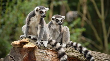 Madagascar: Parques Nacionales del Sur + Reservas Naturales del Este