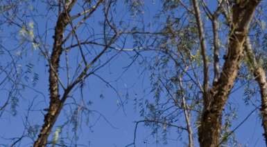 Сакатекас (штат)