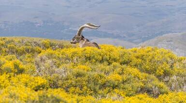 Navarredonda de Gredos