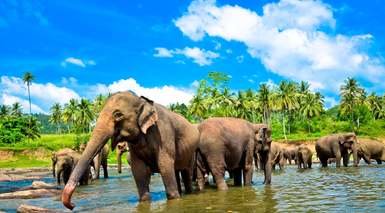 Safari Fotográfico en Sri Lanka
