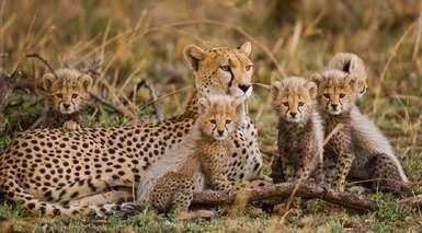 Viaje a Tanzania + 5 Safaris Viaje a Tanzania + 5 Safaris