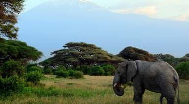 キリマンジャロ