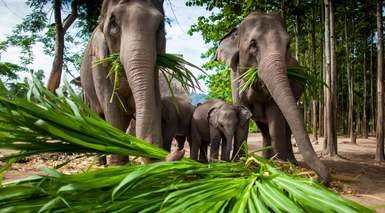 Chiang Mai