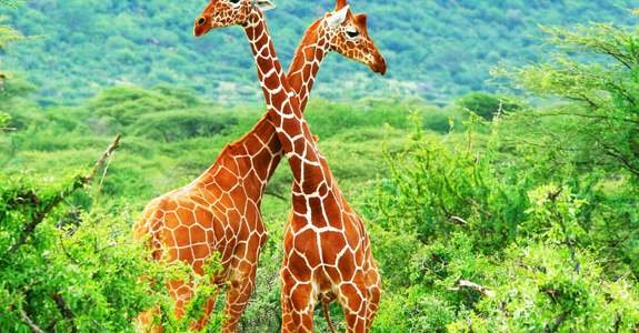 Kenia
