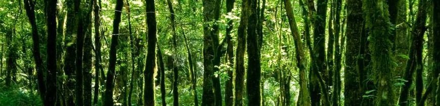 Aventura en la Natural Costa Norte de Brasil 