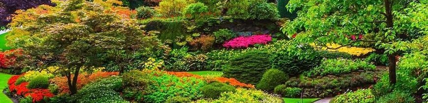 Canadá Oeste: Parques Naturales - 6 Noches