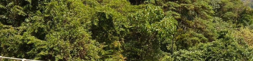 Aventura en Costa Rica: Rafting, Termas, Tirolinas y Playas