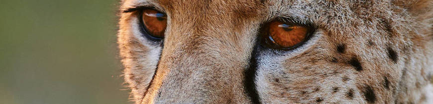 Irán - Safari en Parque Nacional de Khar Turan