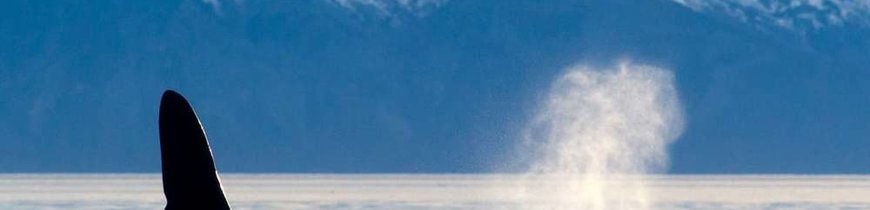 Nueva Zelanda con Excursiones + Glaciares + Safari Ballenas