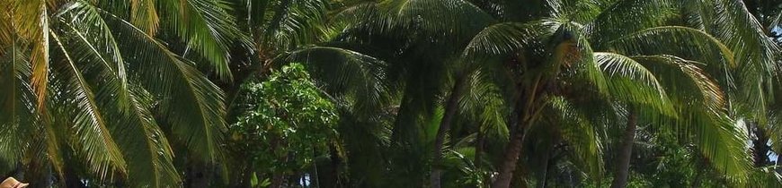 Ciudad de Panamá y Playas de Bocas del Toro