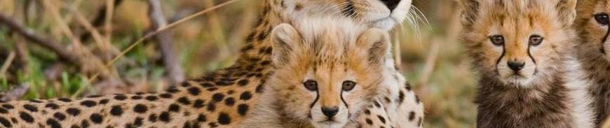 Circuito por Tanzania con 4 Safaris 