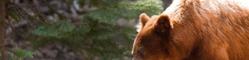 Costa Oeste y Parques Nacionales de EE.UU.