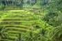 Ubud