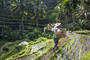 Ubud (Indonesia)