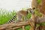 Madagascar