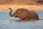 Etosha-National Park (Namibia)