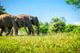 Parc National de Chitawan