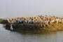 Djoudj National Bird Sanctuary (Senegal)