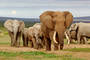 Shamwari Game Reserve (Sudáfrica)