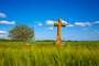 Palencia