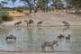 Parque Nacional Tarangire (Tanzania)