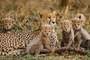 Parc National du Serengeti
