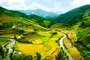 Sapa