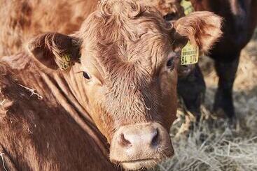 Отель Hohenhaus