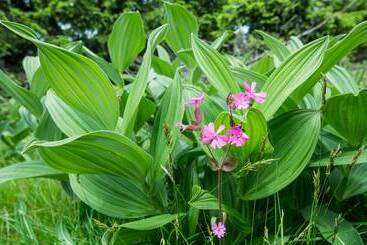 Horský Hotel Friesovy Boudy