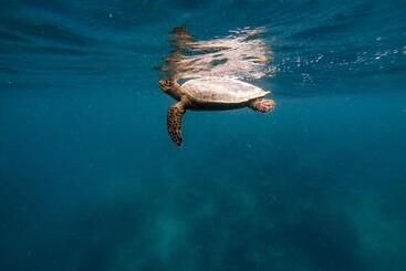 膳宿费 Dhiffushi Inn