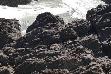 פנסיון Villa Magdanic