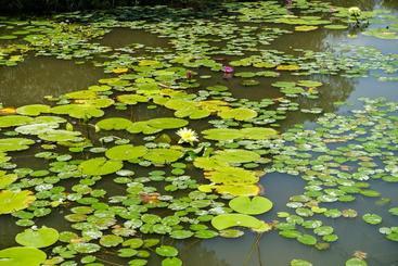 צימר Stone House Homestay