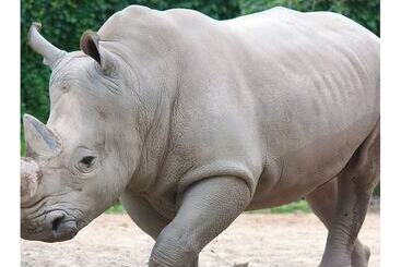 游客公寓 The Rhinos 3