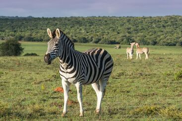 ホテル Shamwari Sindile