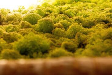 住宿加早餐 Oasi Degli Dei