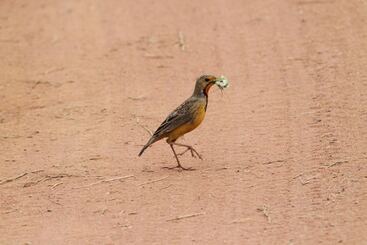 Отель Inzalo Safari Lodge