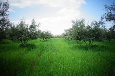 Сельский отель Marrakesh Organics