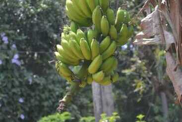 بنسيون Nature Lodge